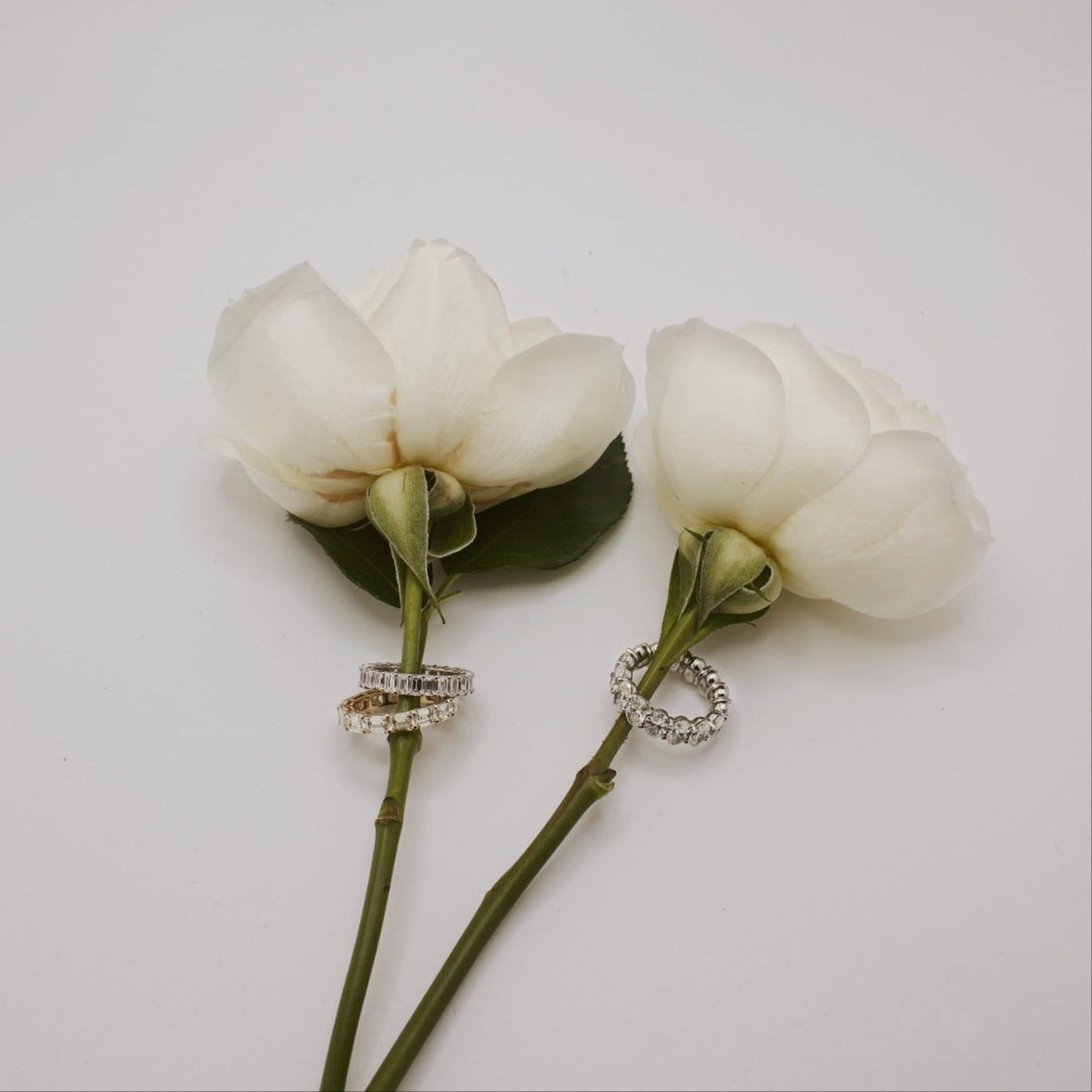 Two white roses with diamond rings on the stems on a light gray background
