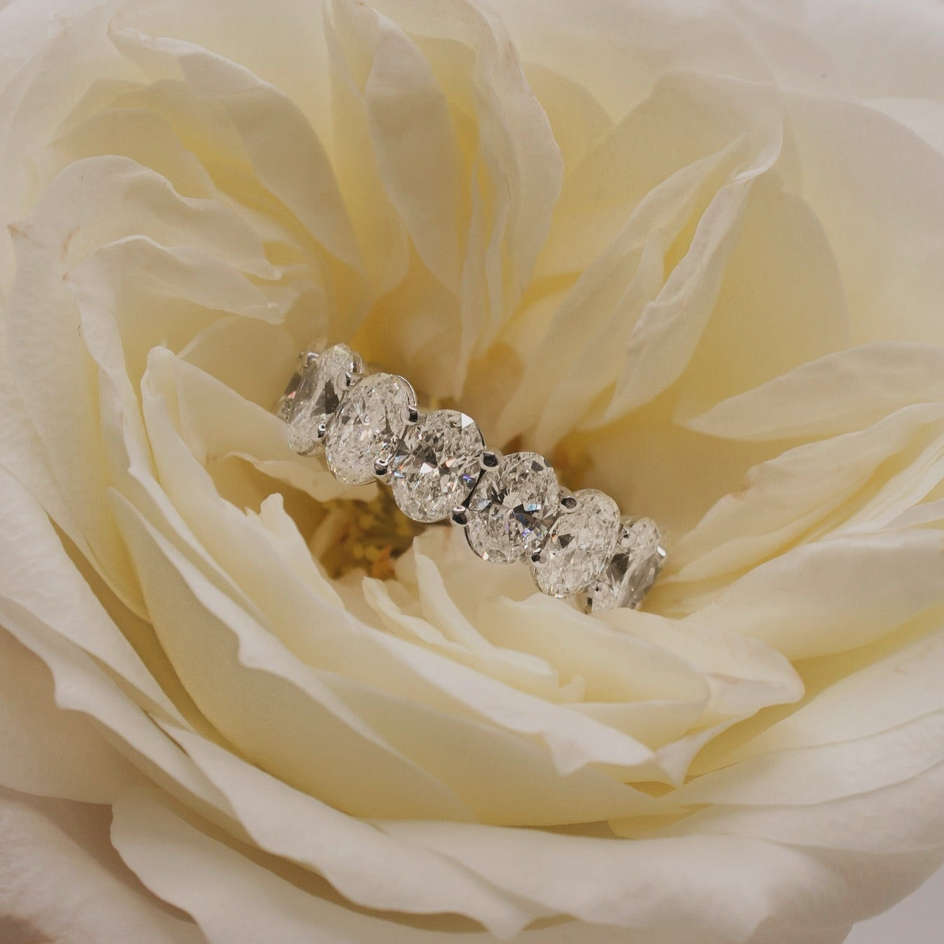 Diamond ring on a white rose